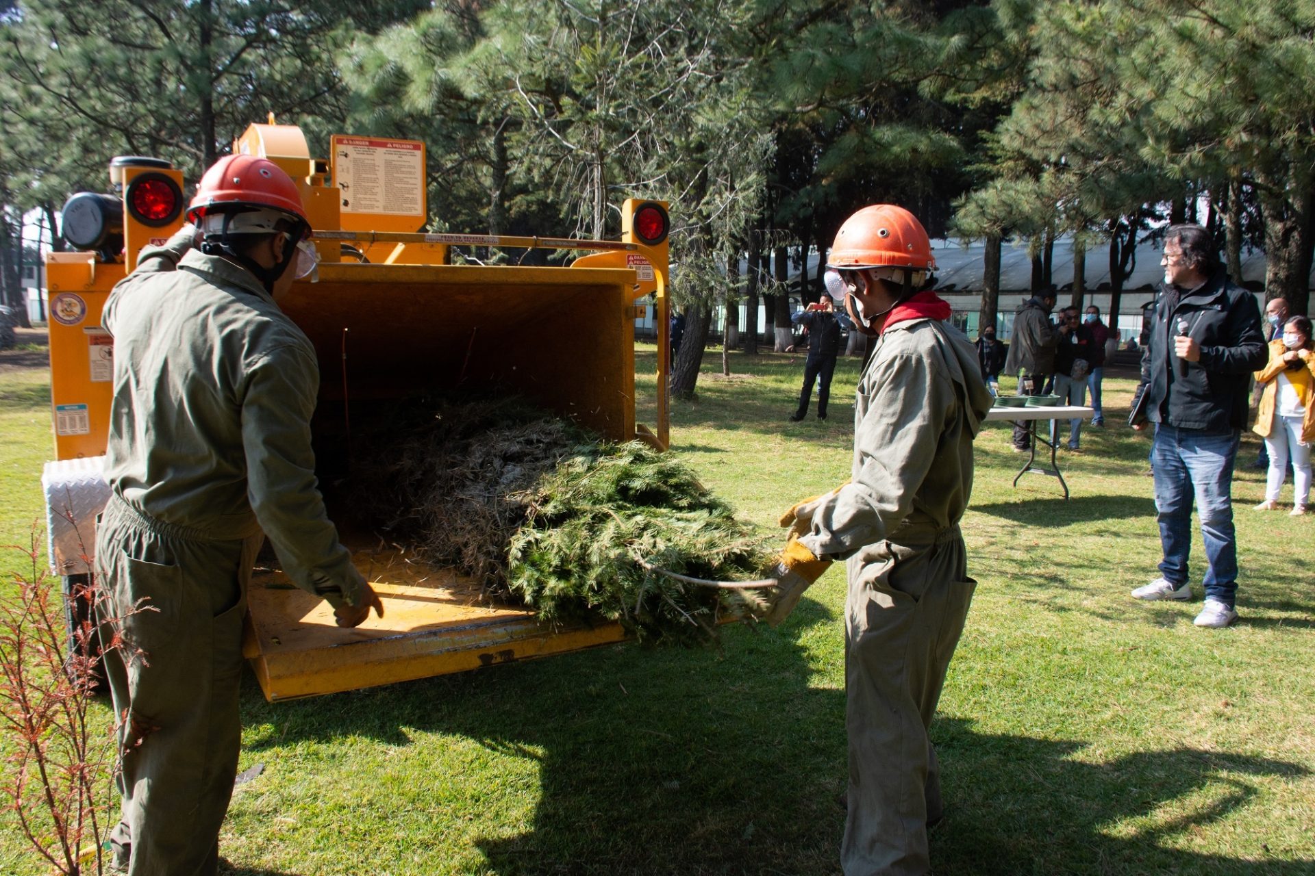 Inicia Probosque campaña de reciclaje de árboles de navidad - Plana Mayor