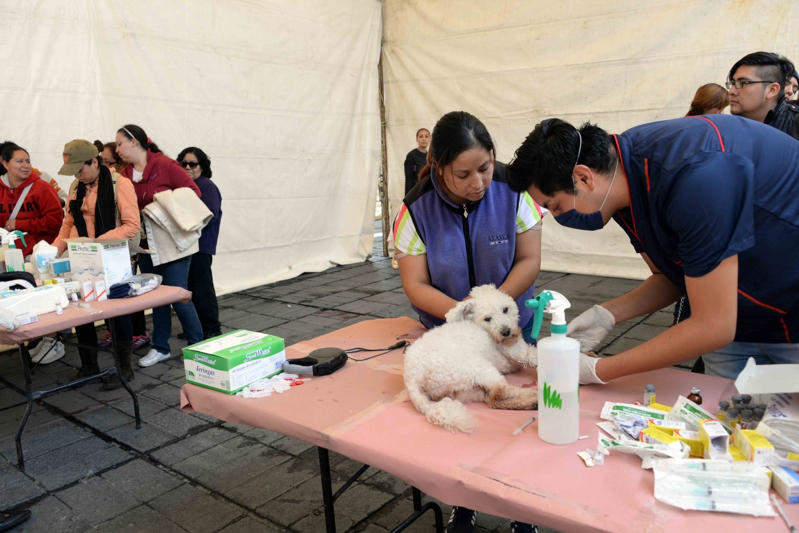 Realizarán Jornada De Esterilización De Perros Y Gatos En