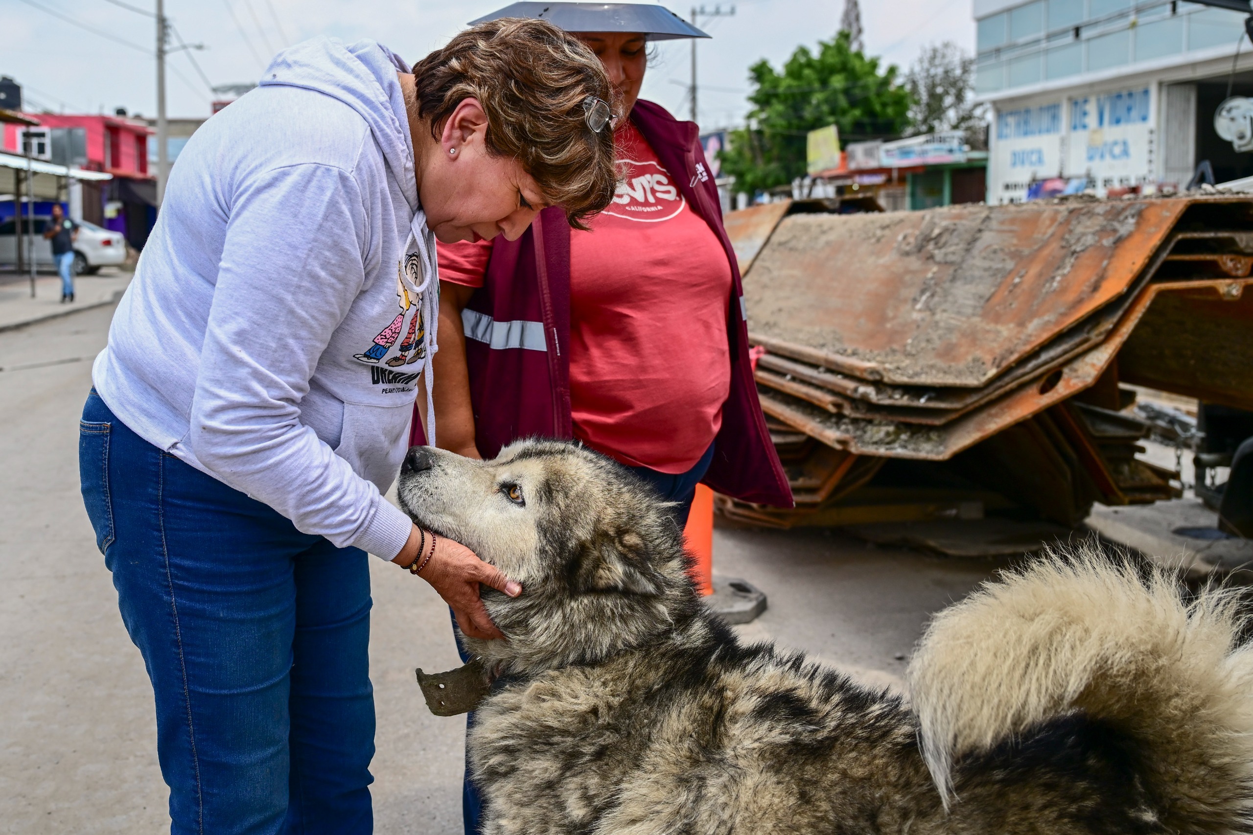 Presenta Edomex estrategia para atender sobrepoblación de animales callejeros
