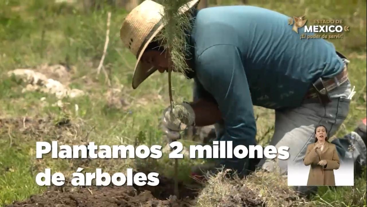 Edomex ha plantado más de 2 millones de árboles en beneficio del medio ambiente