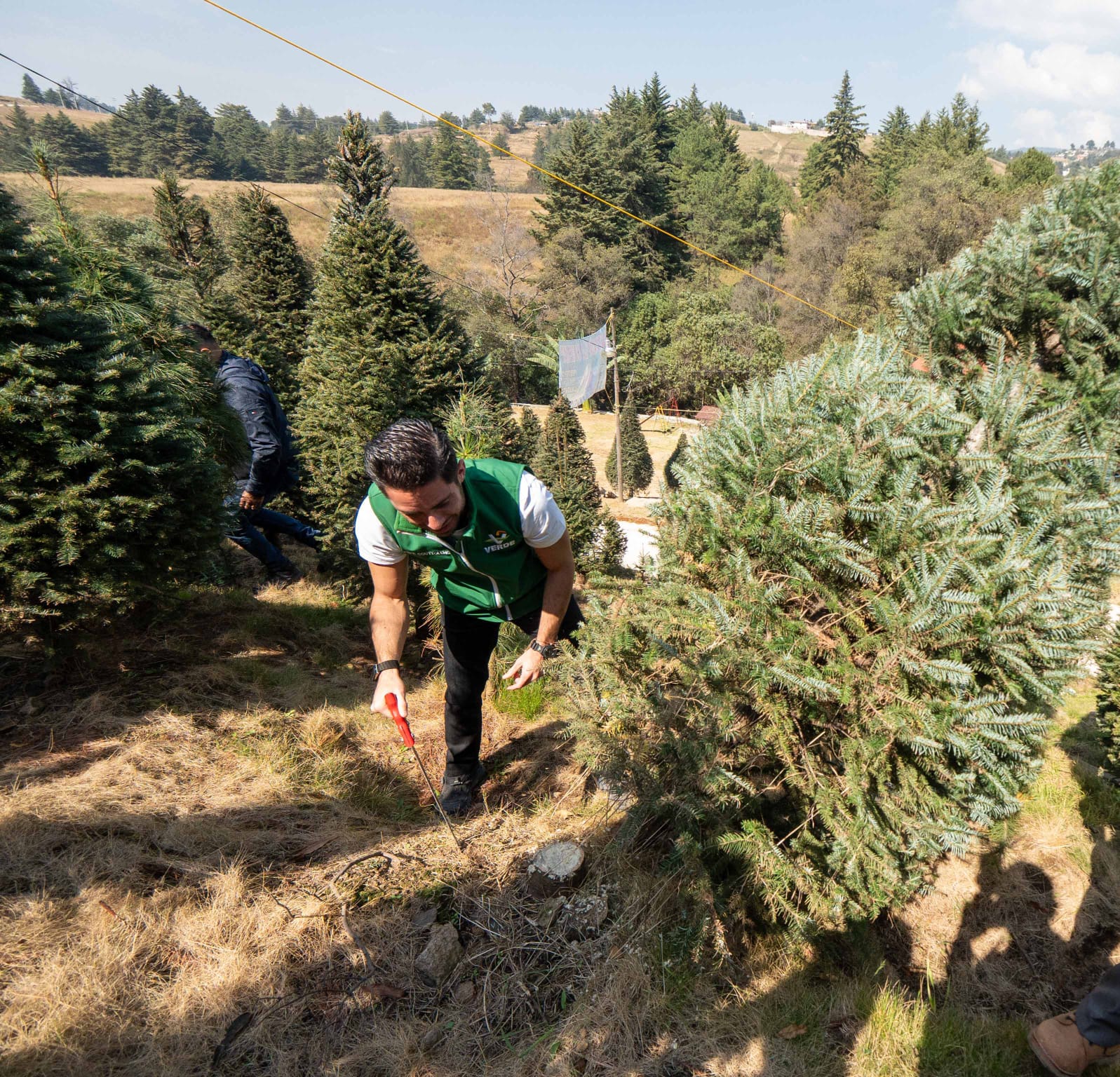 Comercio local de árboles de Navidad promueve economía del bosque: Couttolenc