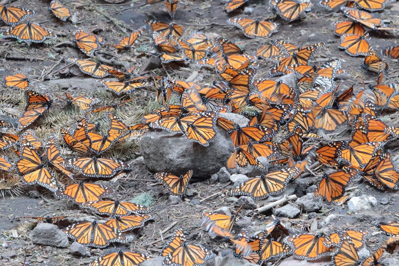 Impulsa PVEM protección de santuarios de la Mariposa Monarca en Edomex
