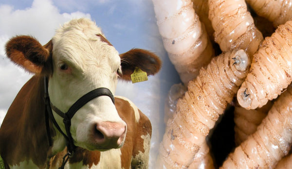 Refuerza Edomex estrategia contra gusano barrenador, tras caso detectado en Tlatlaya