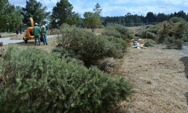 Instala Edomex centros de acopio de árboles de navidad