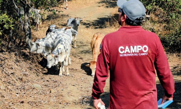 Despliegan 20 brigadas de veterinarios para prevenir la propagación del gusano «barrenador» en el sur del Edomex