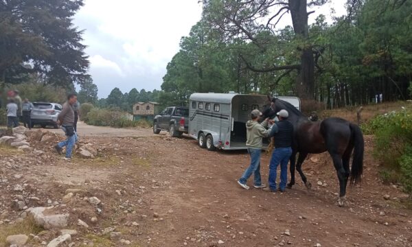 Recuperan caballo pura sangre reportado como desaparecido