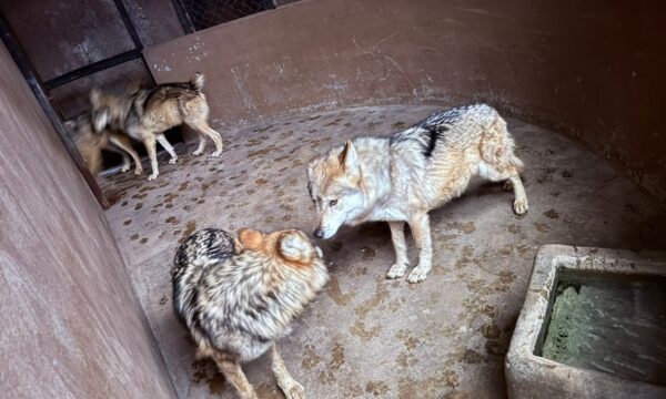 Traslada CEPANAF a cuatro lobos grises mexicanos a Coahuila para su conservación