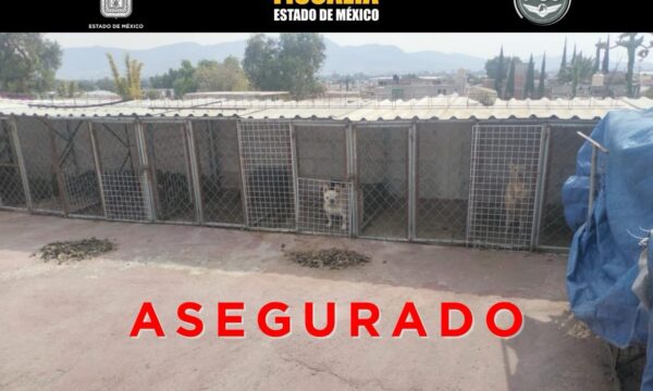 Rescata Fiscalía Edomex 102 animales de predio en Tultepec