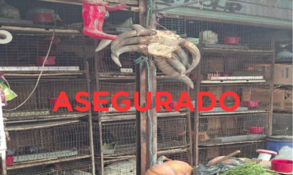 Rescatan FGJEM  y Cepanaf 162 animales en el Mercado de Cuautitlán