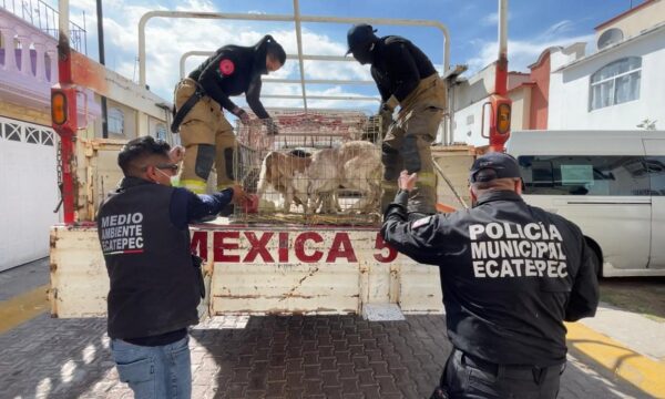 Rescatan en Ecatepec a más de 700 animales hacinados en Las Américas
