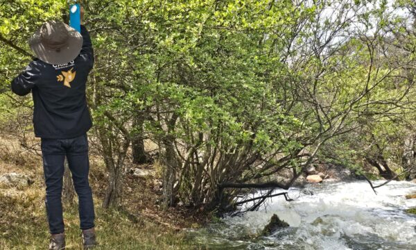 Detectan un caso del gusano barrenador en ganado de Atlacomulco