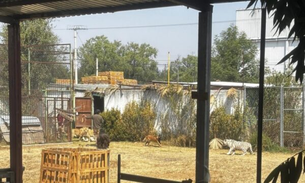 Montan operativo para recapturar a dos leones liberados dentro de una Reserva en Ocoyoacac