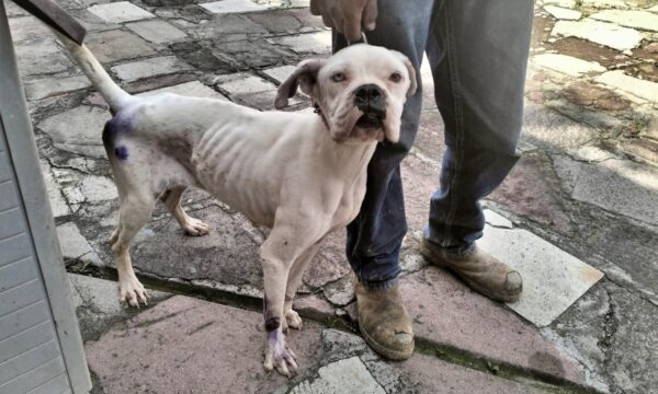 Nueva Ley de Protección y Bienestar Animal endurece las sanciones por actos de crueldad y maltrato animal en Edomex