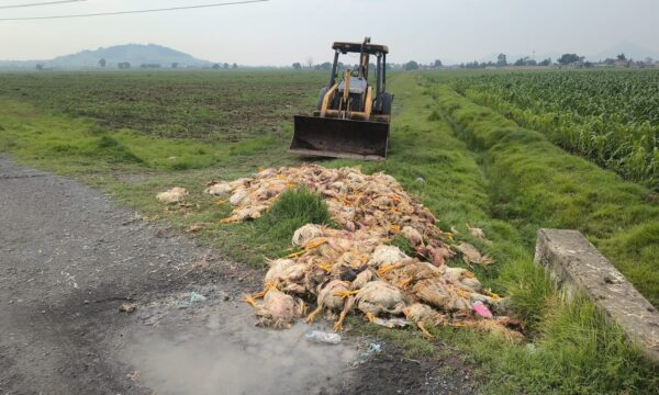 Toluca inicia investigación por tiradero de pollos putrefactos en San Pablo Autopan