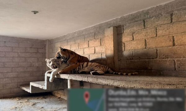 Aseguran vehículos, municiones y animales exóticos tras cateo en Otumba
