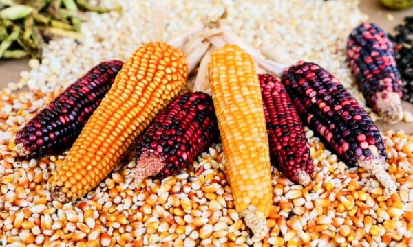Anuncia Edomex apoyo complementario a productores de maíz; darán 300 pesos adicionales por tonelada