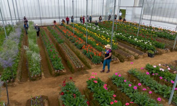 Arranca Gobierno del Edomex rutas turísticas del mezcal y la flor
