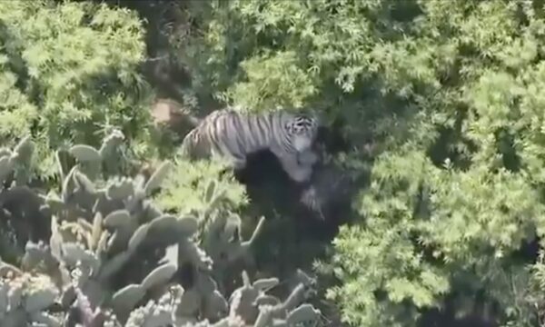 Localizan al tigre de bengala en Tepetlaoxtoc, pero no ha sido capturado