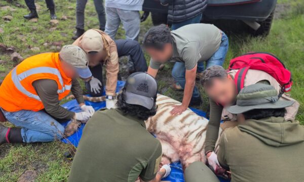 Capturan a tigre de bengala que escapó del refugio de la Semarnat en Tepetlaoxtoc