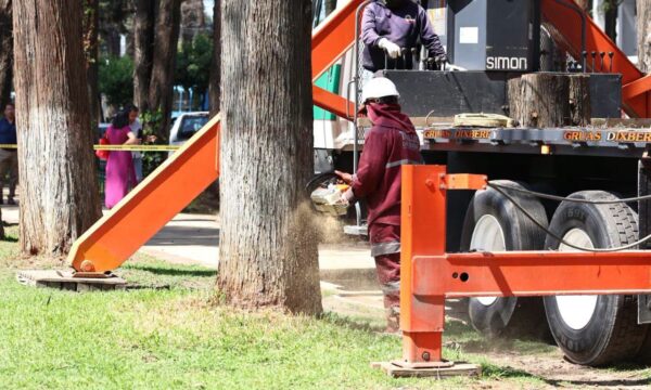 Inicia Toluca con el retiro de árboles en mal estado en Paseo Colón