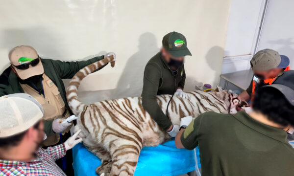 Confirma Profepa muerte del tigre de bengala, en operativo para su captura