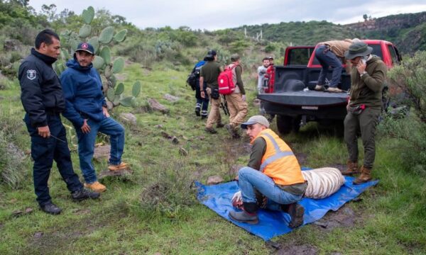 Señala Profepa que nunca hubo doble versión sobre la muerte Kenzo, el tigre de bengala que escapó de un zoo privado