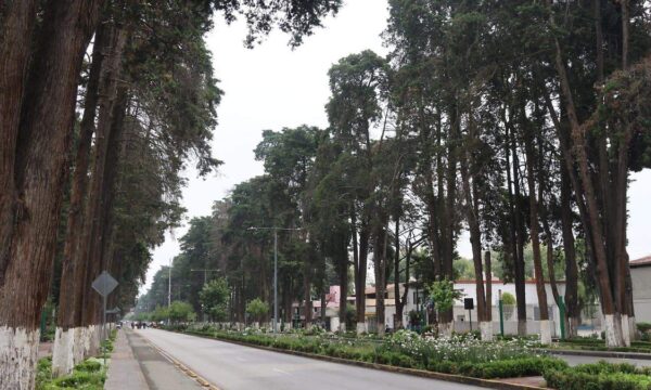 Sustituirán 26 árboles en Paseo Colón por riesgo de colapso; representa el 1.3% del arbolado
