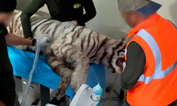 Necropsia confirma que el tigre Kenzo murió por un disparo durante operativo de captura en Tepetlaoxtoc