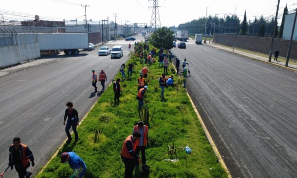 Fortalece Toluca acciones de arborización para mitigar islas de calor urbanas