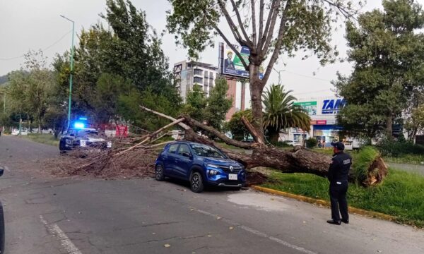 Lluvias y fuertes vientos derriban árboles en Toluca y Metepec; bomberos atienden emergencias sin lesionados