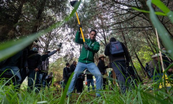 Concluye PVEM jornada estatal de reforestación; alcanza meta anual de «Un Voto, Un Árbol»
