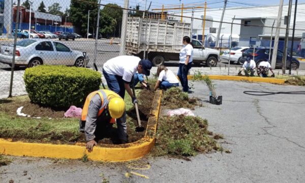 Avanza Toluca en la creación de jardines polinizadores; fomenta la recuperación de espacios públicos