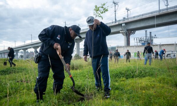 Supera Toluca los 73 mil árboles plantados; este fin de semana sembró 12 mil ejemplares