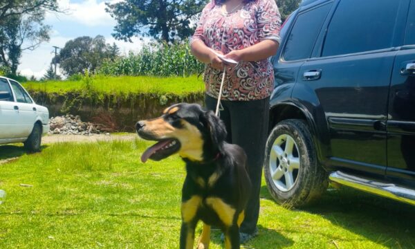 Casi 50 perros encuentran hogar en Almoloya de Juárez mediante programa de adopción