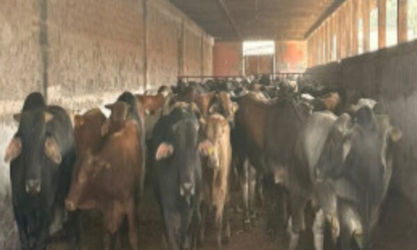 Entrega Fiscalía Edomex 101 cabezas de ganado aseguradas en predio de Otumba