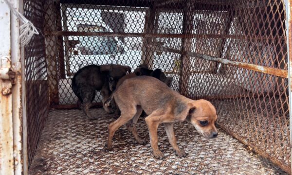 Cateo por presunto maltrato animal en Toluca deja 11 animales rescatados y cinco muertos